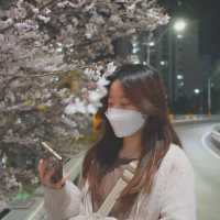 벚꽃 야경명소 죽전 성복천
