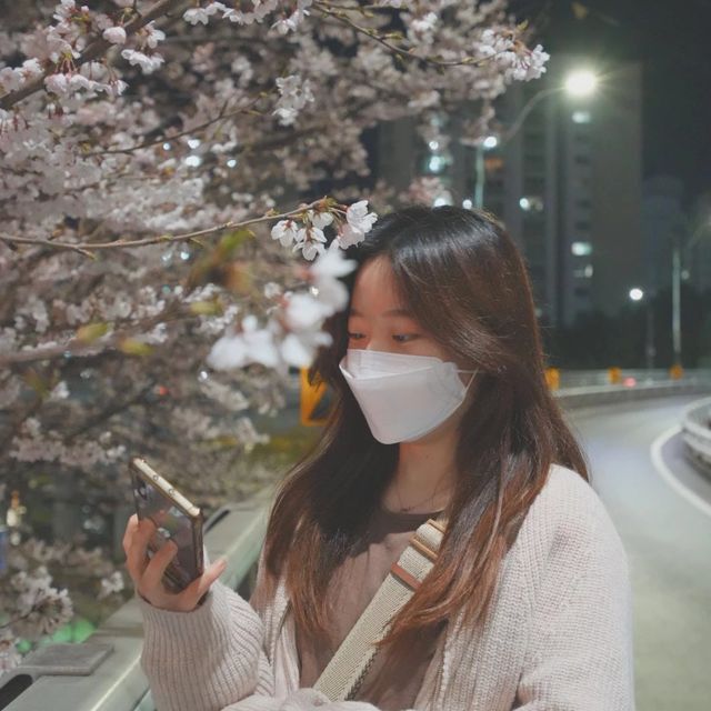 벚꽃 야경명소 죽전 성복천