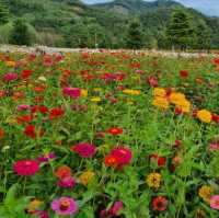 알록달록 예쁜 꽃들이 한가득🌼 가평 남도꽃정원
