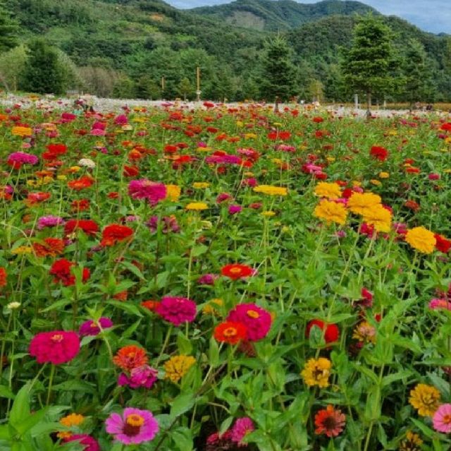 알록달록 예쁜 꽃들이 한가득🌼 가평 남도꽃정원