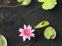 Enjoy colorful lotus blooming!! 🌷🌷🌷