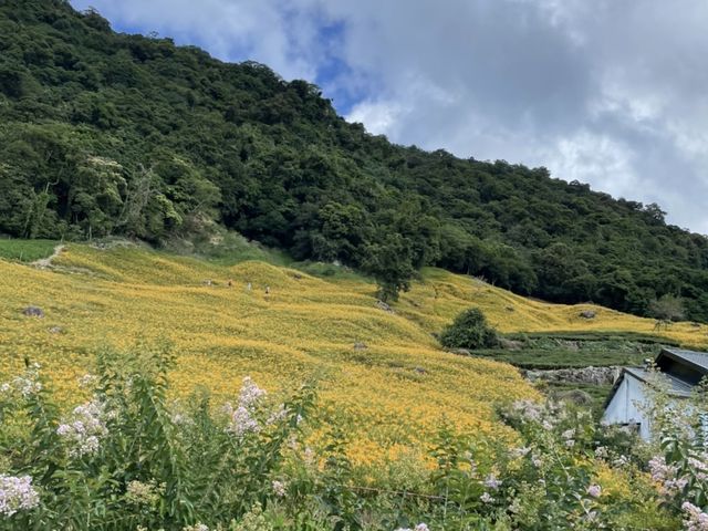 2022赤柯山 仙旅奇緣 金針花季