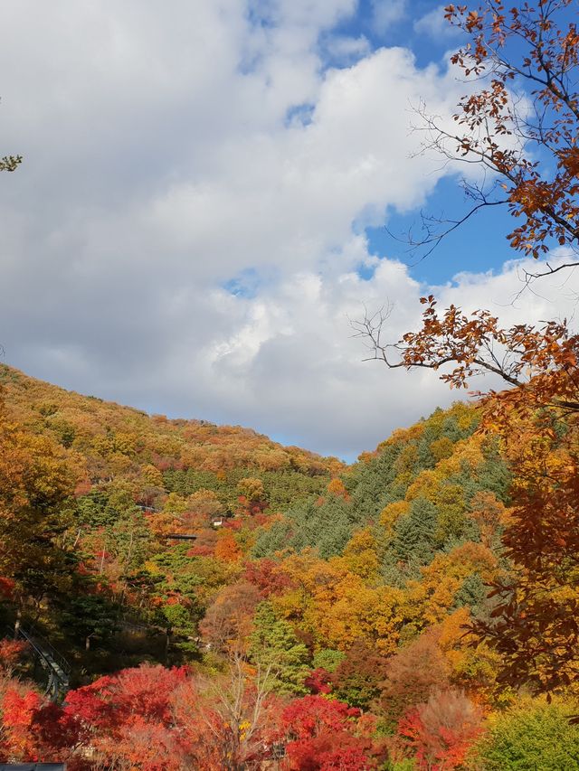 단풍여행 끝판왕🍁화담숲🍂어때요
