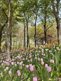서울 튤립 명소🌷서울숲💖