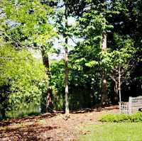 The Singapore Botanic Gardens
