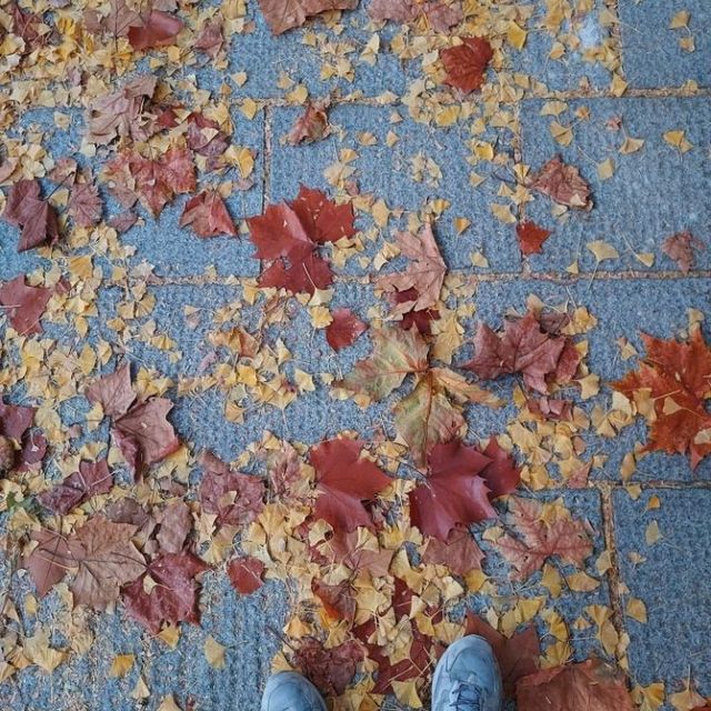 Autumn by the stone walls of Gyeongbukgung