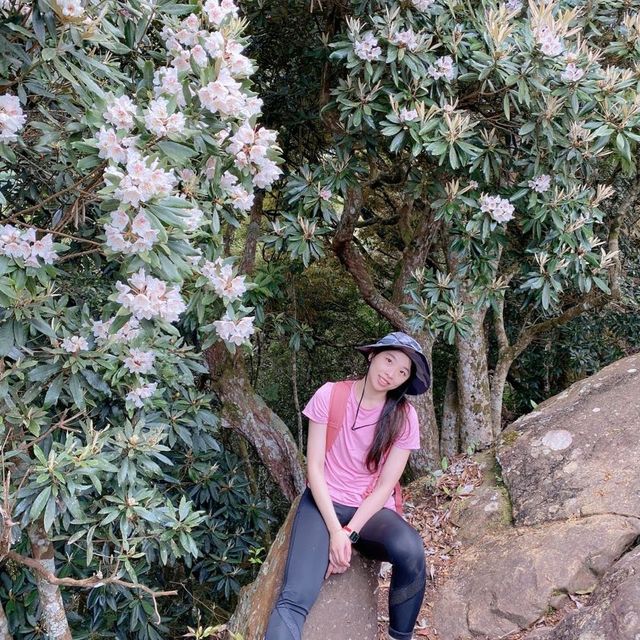 這裡是苗栗加里山