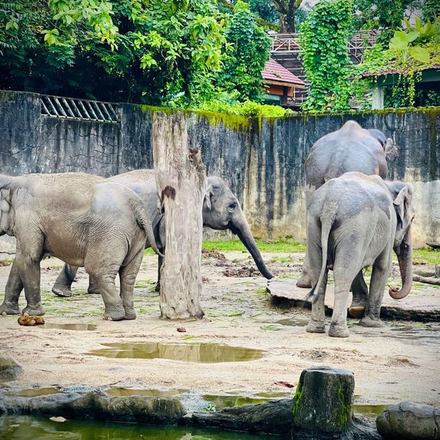  The oldest zoo in Malaysia : Zoo Taiping