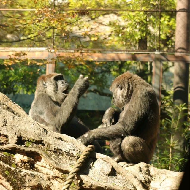 適合一家大細同朋友一齊去嘅動物園👍