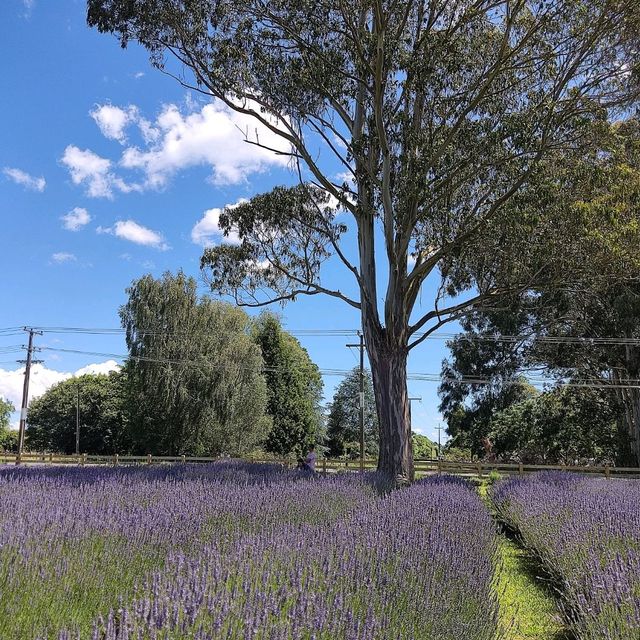 Picture Perfect Lavender Backyard Garden