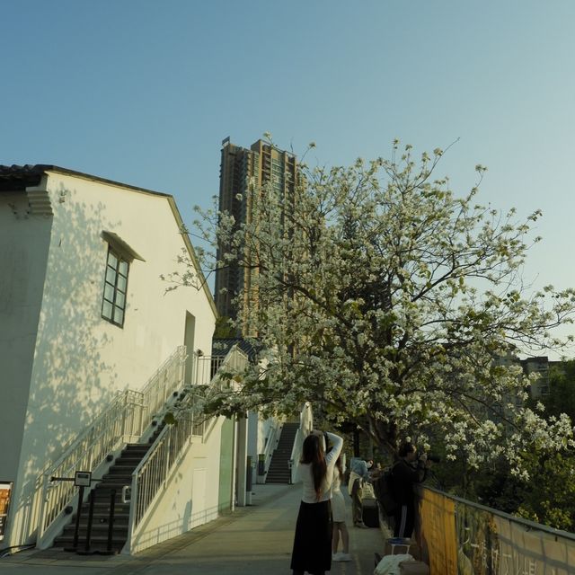春日節目之小眾文青好去處 