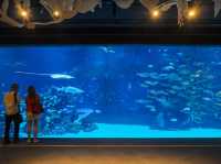 Aquaria Phuket พิพิธภัณฑ์สัตว์น้ำที่ใหญ่ที่สุด