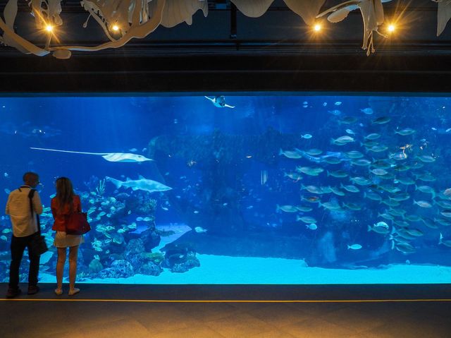 Aquaria Phuket พิพิธภัณฑ์สัตว์น้ำที่ใหญ่ที่สุด