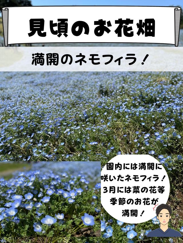 動物だけじゃない！[満開のお花畑&超お得なチケット付き！]マザー牧場行く前にチェック！