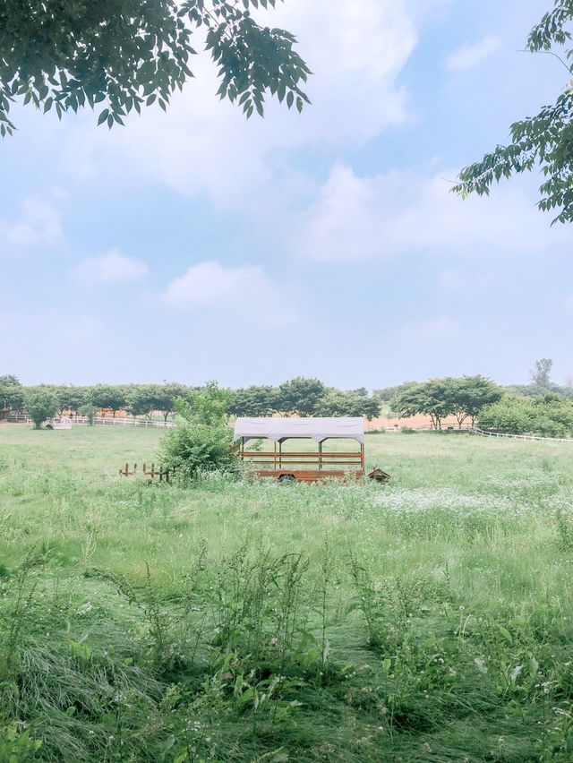 아그로랜드 수레국화 보러 나들이 가요 💙