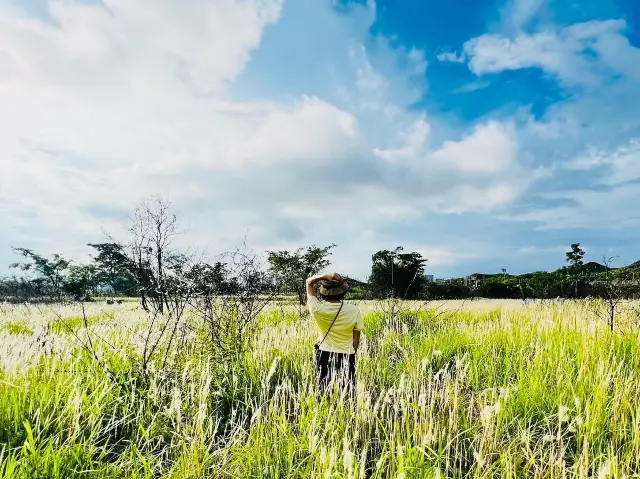 [北區半日遊Part3️⃣🌾茅草田隱世秘境🌾]