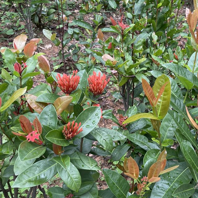 屯門公園-太湖石花園