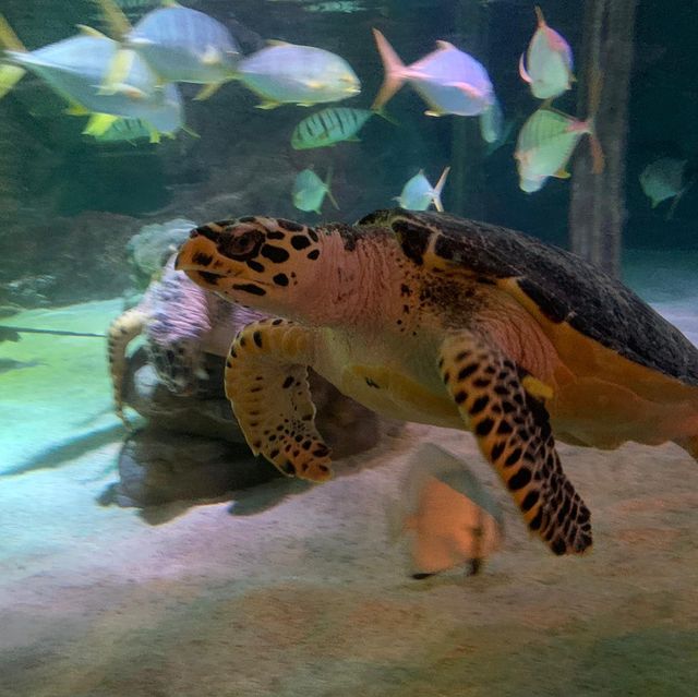 泰國｜曼谷水族館🐬暹羅海洋世界