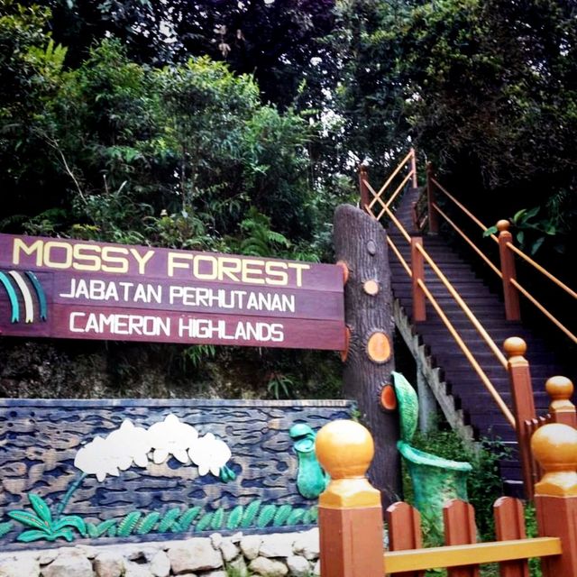 The Nature Reserve, Mossy Forest