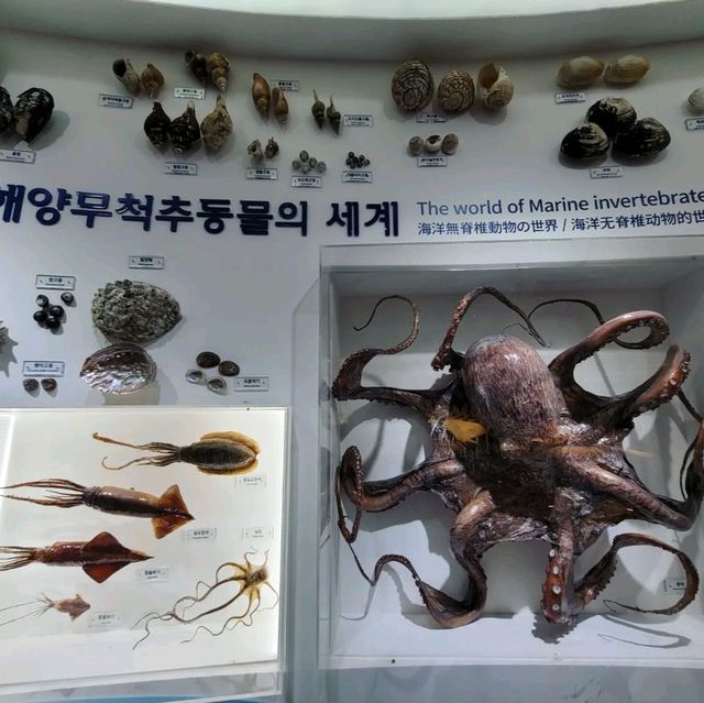 제주시 제주민속자연사박물관 추천해요⭐️