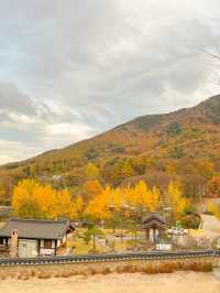 알록달록 예쁘게 물든 은행과 단풍을 볼 수 있는 울산 다담한옥🏠