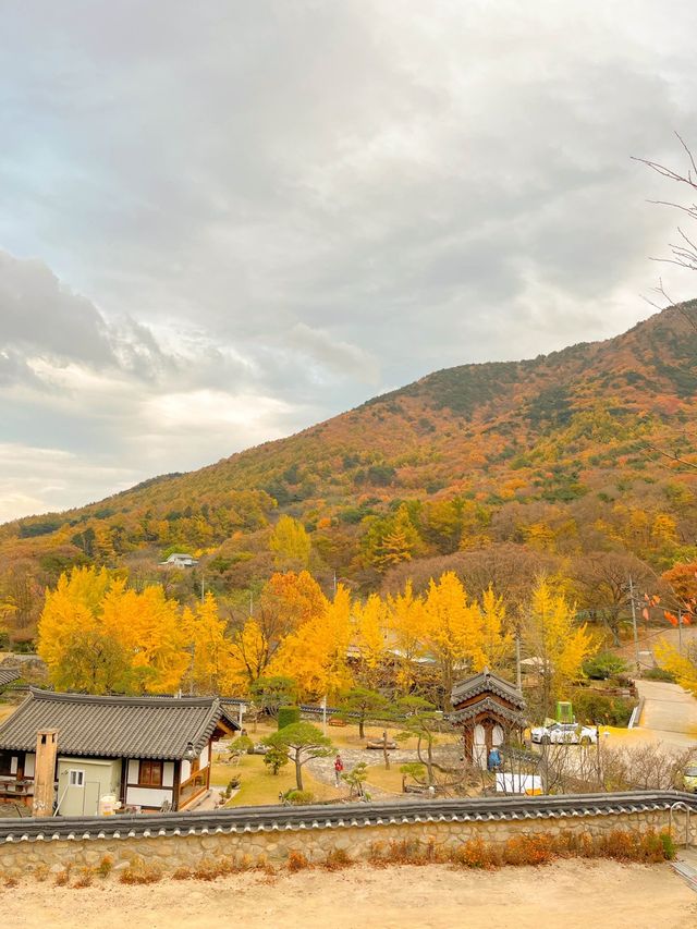 알록달록 예쁘게 물든 은행과 단풍을 볼 수 있는 울산 다담한옥🏠