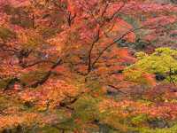 最美紅葉香嵐溪