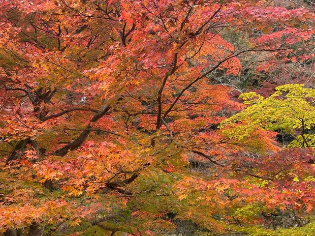 最美紅葉香嵐溪
