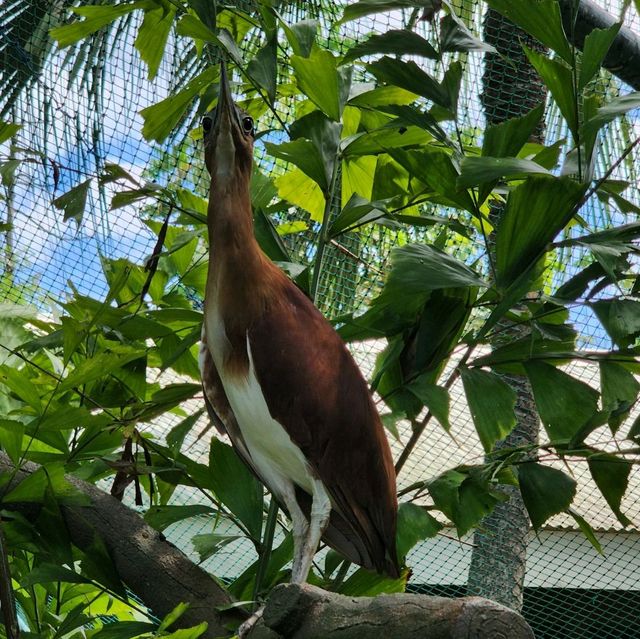 davao crocodile Park is a scaly experience 