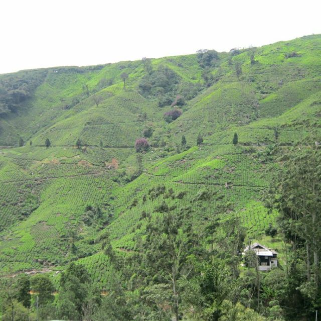 BOH Tea Plantation Habu 🍵🌿