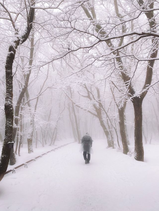 제주 눈 올때 갈만한 코스! 윗세오름 등반 ❄️