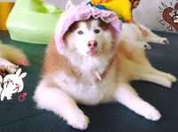 คาเฟ่น้องหมา น่ารักเกินต้าน