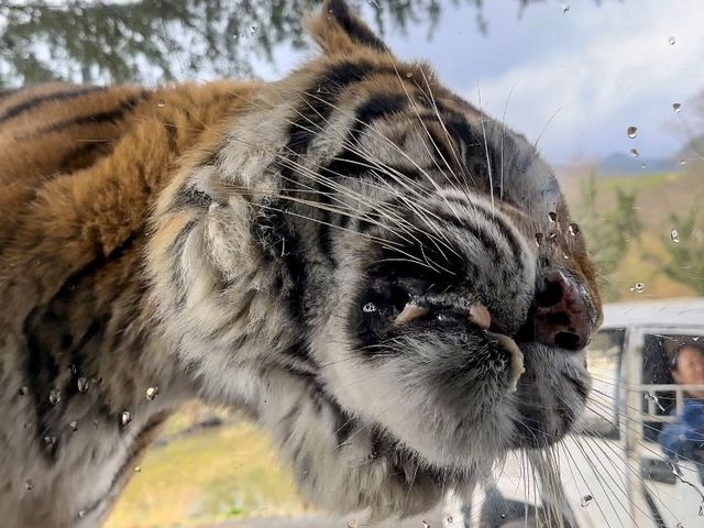 迫力満点サファリランド🦁