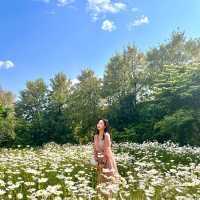 데이지 만발, 하남 소진담