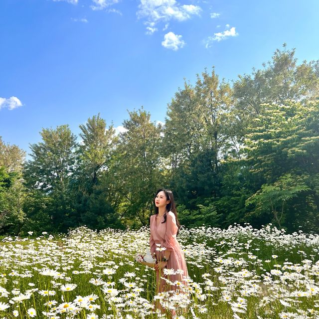 데이지 만발, 하남 소진담