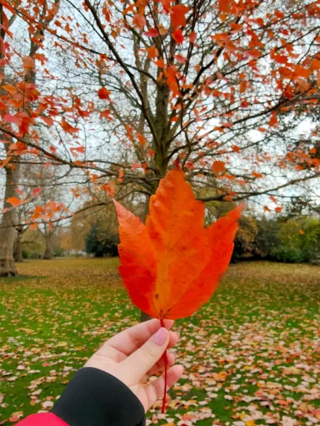 Autumn in St James's Park