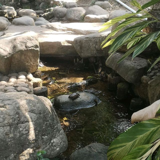 Fairy Lake, Xianhu Botanical Park