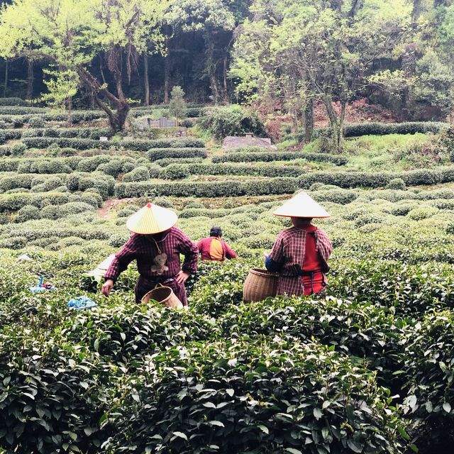 Tea Plantations in Hangzhou