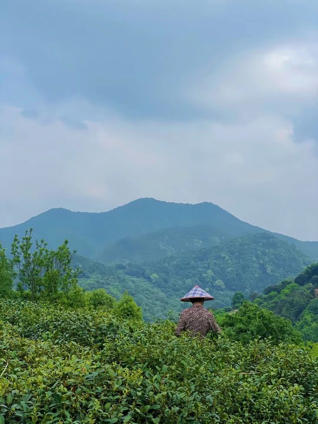 Go to the mountains and breathe in the forest | Off-the-beaten-path family hiking routes near Hangzhou