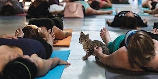 Yoga with Kittens | Fit Columbia
