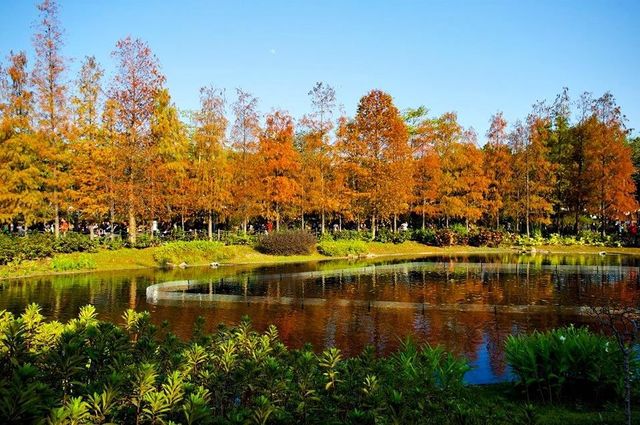 【2024香港紅葉季】新界人氣賞楓景點推介：元朗大棠、青衣公園、流水響、香港濕地公園 | 新界
