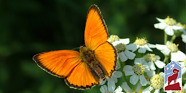 Introduction to Butterflies of Rocky Mountain National Park | Fall River Visitor Center