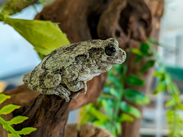 Cylburn Ecology: 101 | Cylburn Arboretum