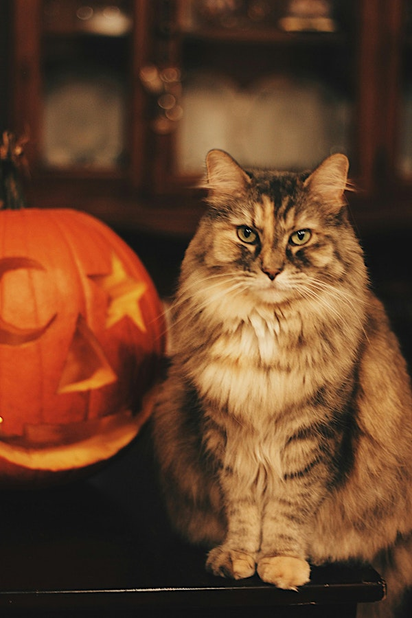 Halloween Psychic Evening @ Highbury Hall | Highbury Hall
