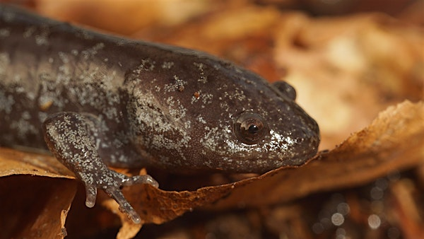 An introduction to the Amphibians of the Southern Appalachians | The North Carolina Arboretum