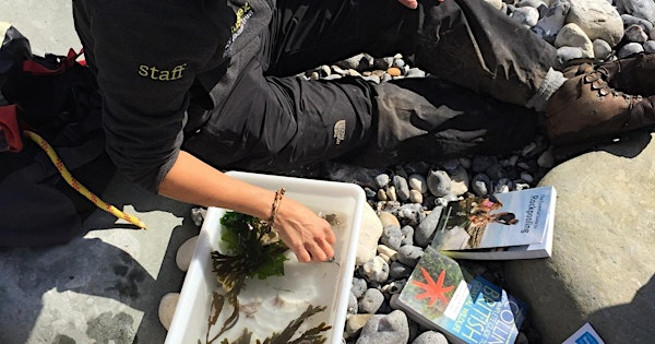 Wild Beach Networking Day (East Sussex), Pett Level  (100137045) | TN35 4EH