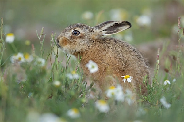 Wildlife Photography Talk (ECC2806) | Carlton Marshes Nature Reserve & Visitor Centre