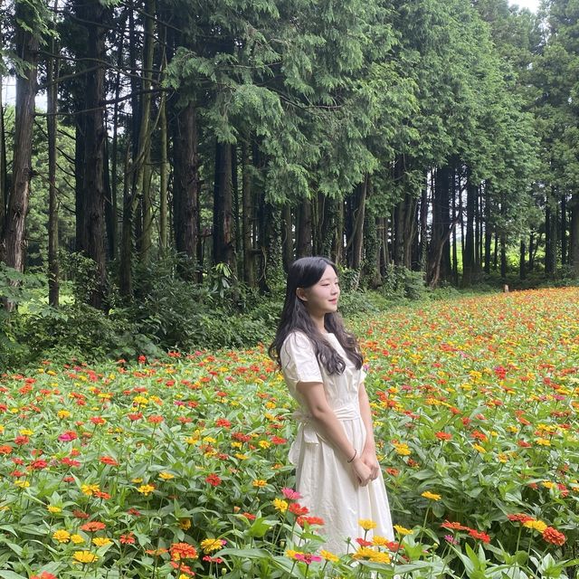 제주 숨은 여행지 - 안돌오름 비밀의 숲