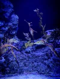 SEA AQUARIUM, SENTOSA, SINGAPORE