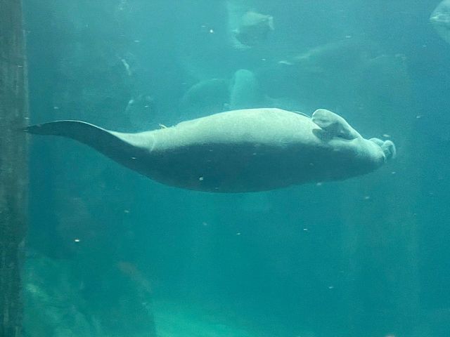 Otters and manatees at River Safari Zoo